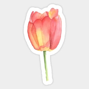 Single Tulip in Sunlight Sticker